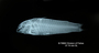 Aspidoras maculosus FMNH 54810 holo lat x